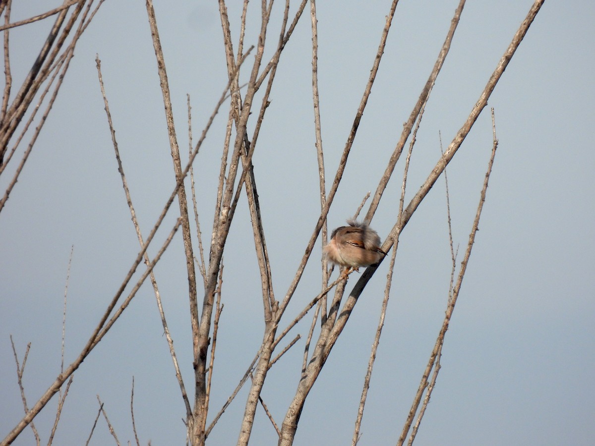 Spectacled Warbler - ML634274695