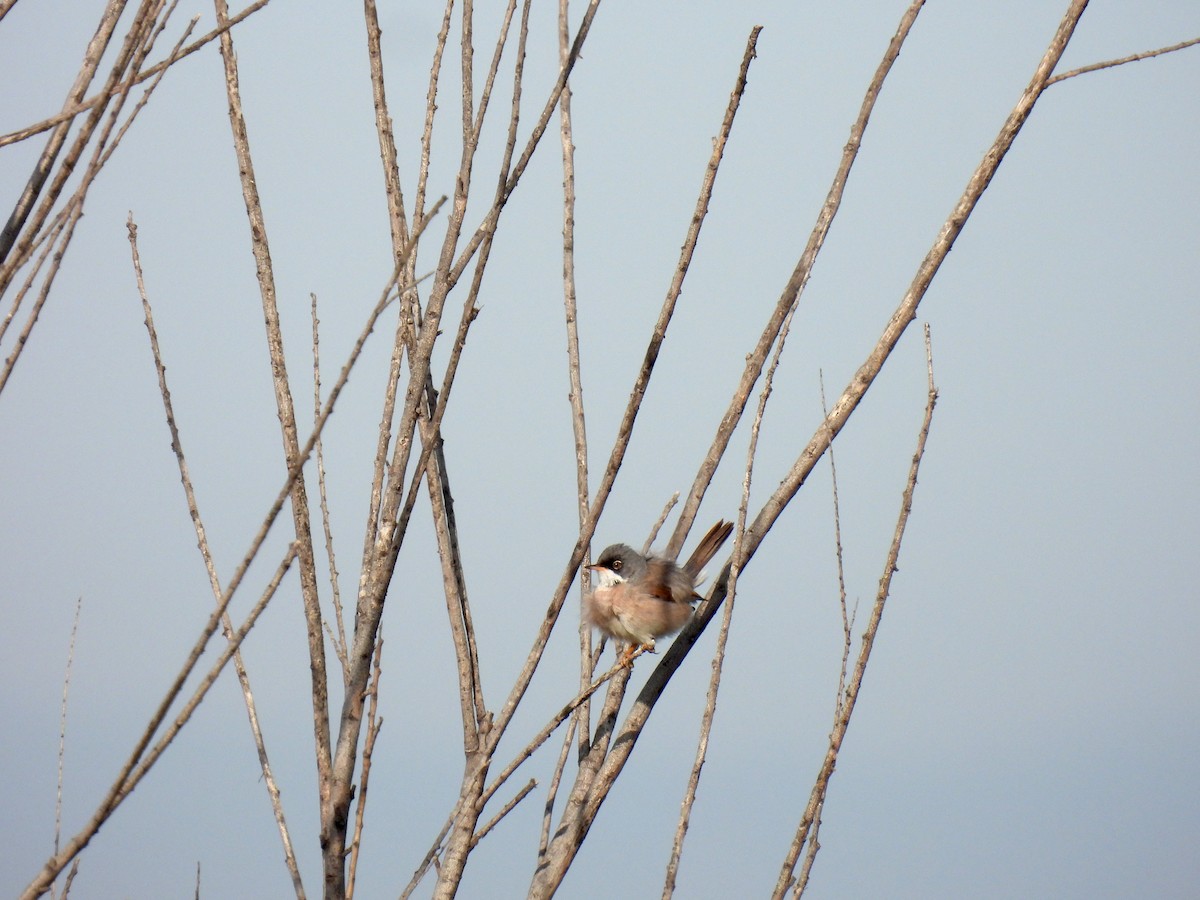 Spectacled Warbler - ML634274696