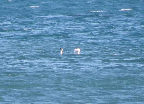 Western/Clark's Grebe - ML634274722