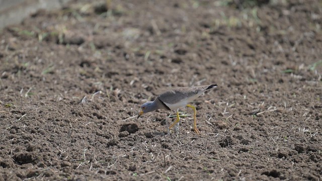 Gray-headed Lapwing - ML634274726