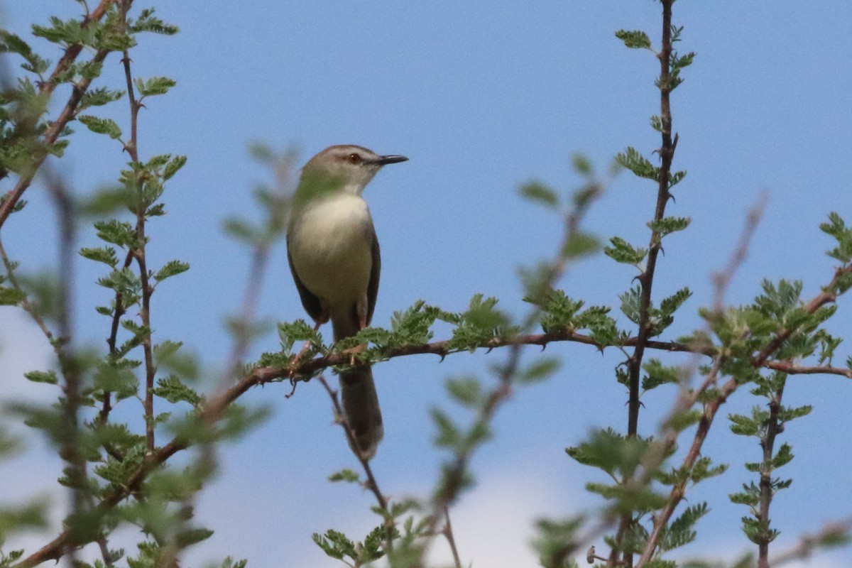Pale Prinia - ML634274743