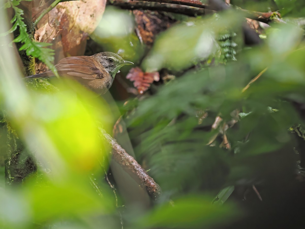 Buru Bush Warbler - ML634274757