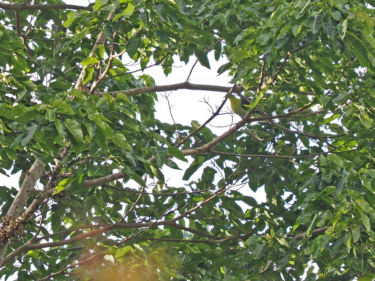 Buru Green-Pigeon - ML634274768
