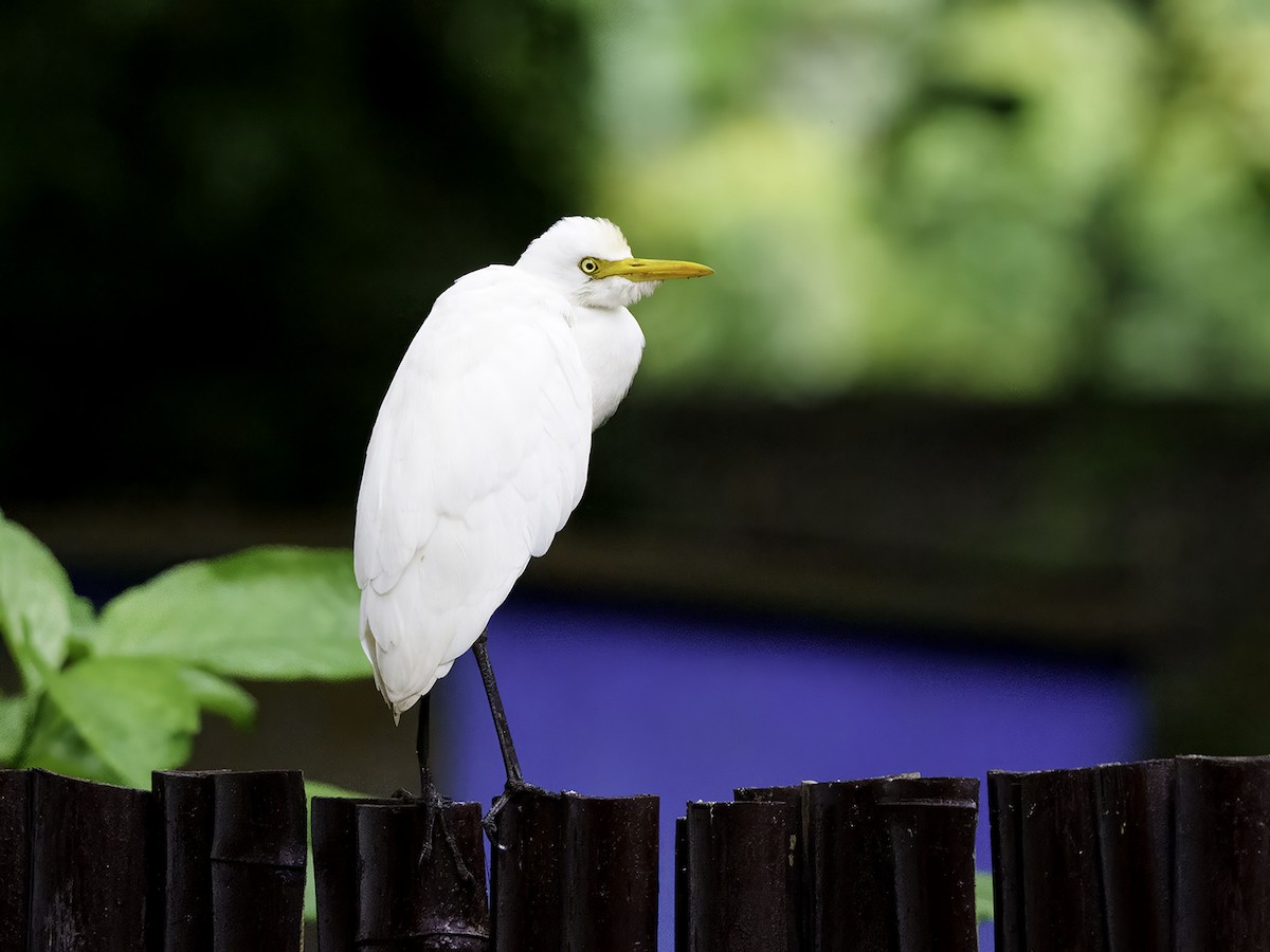 Eastern Cattle-Egret - ML634274788