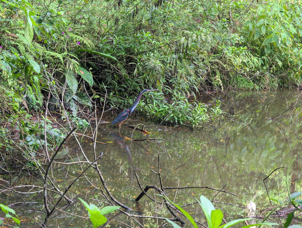 Agami Heron - ML634274942