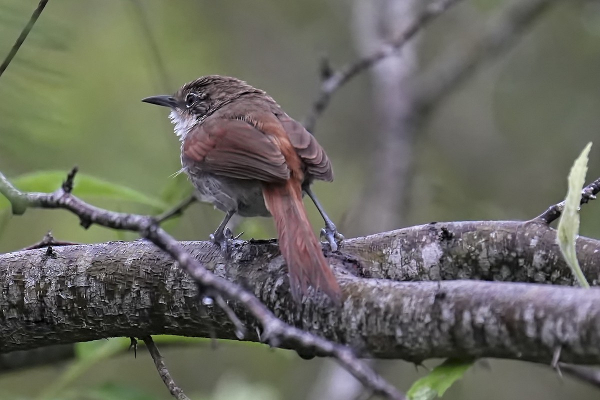 Chinchipe Spinetail - ML634275007