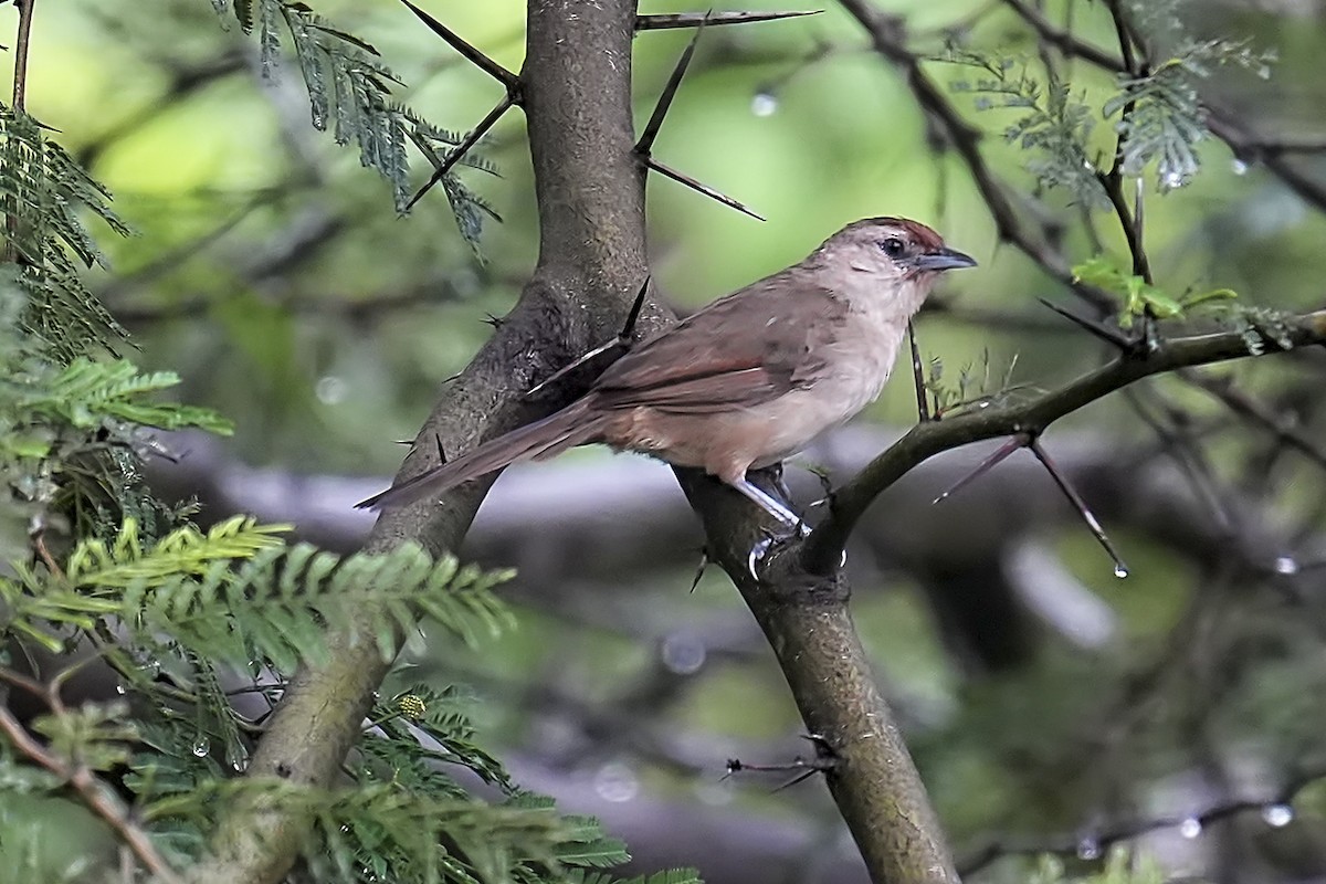 Rufous-fronted Thornbird - ML634275012