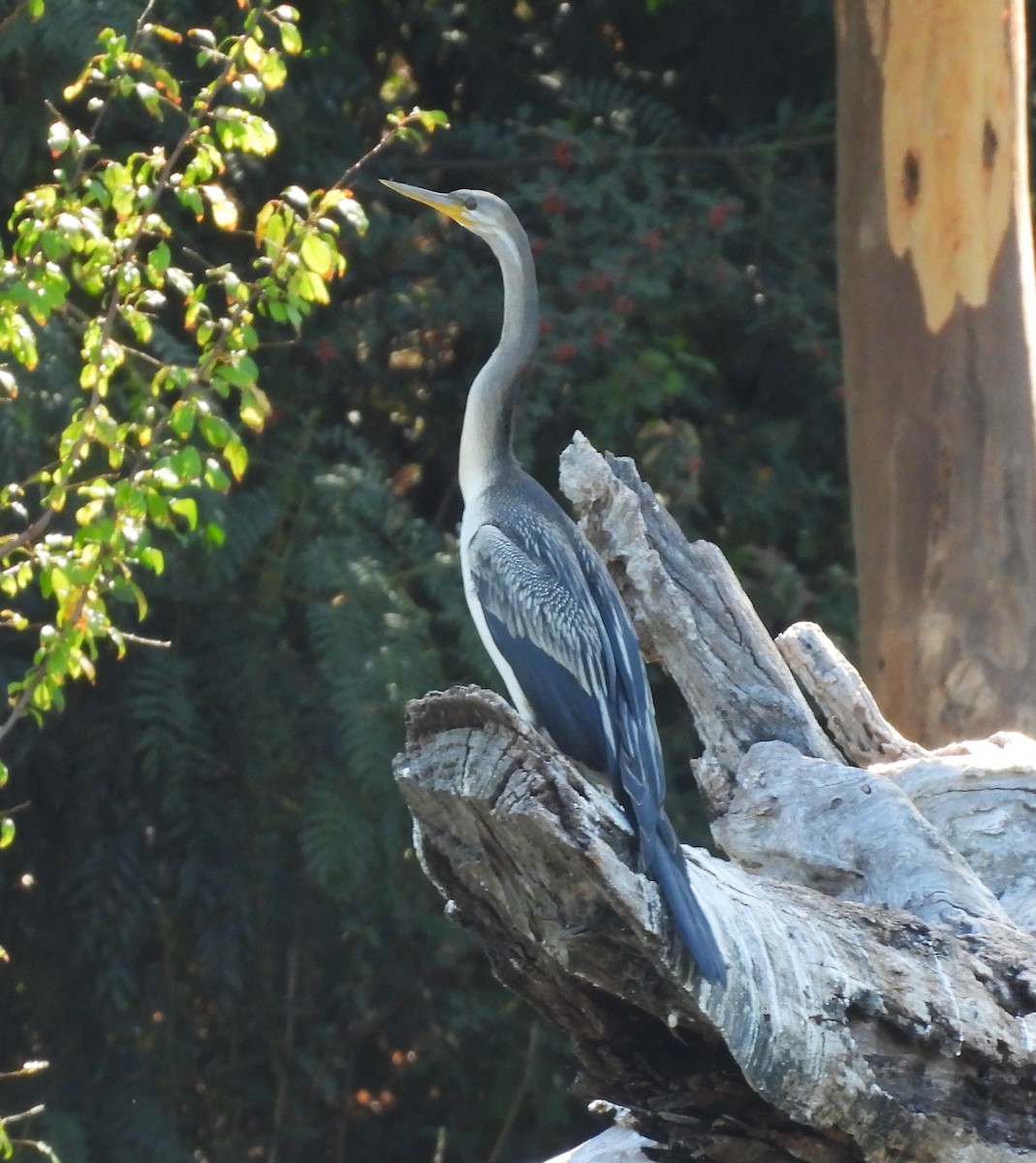 Anhinga d'Australie - ML634275047