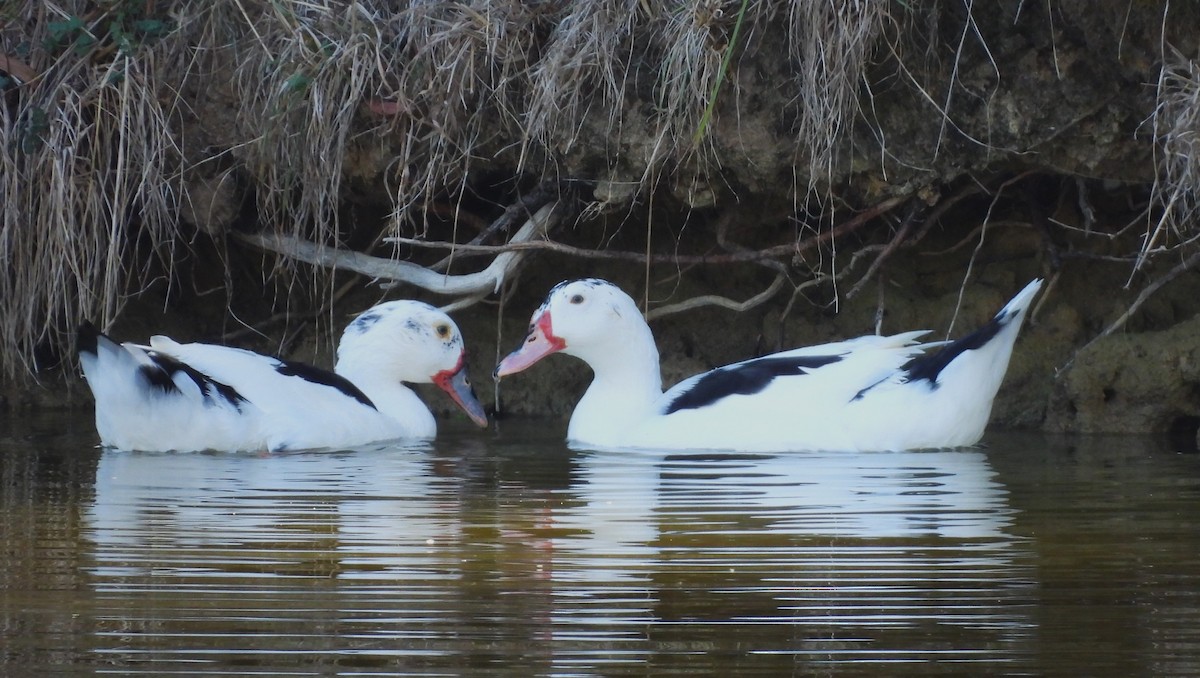 Canard musqué (forme domestique) - ML634275079
