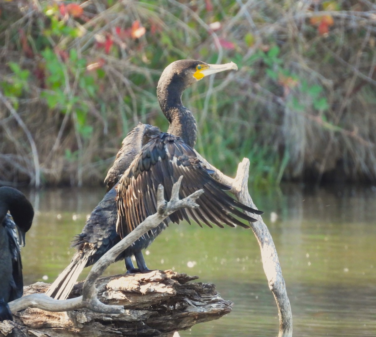 Grand Cormoran - ML634275124