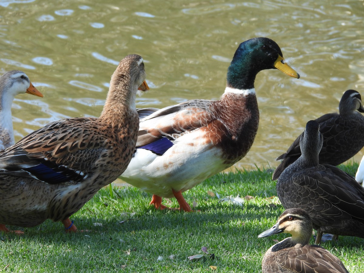 Canard colvert (forme domestique) - ML634275185