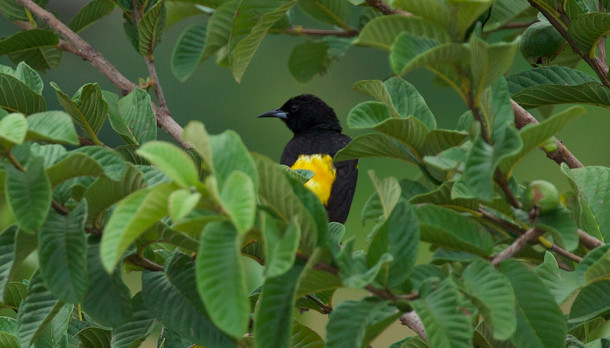 Black-vented Oriole - ML634275205