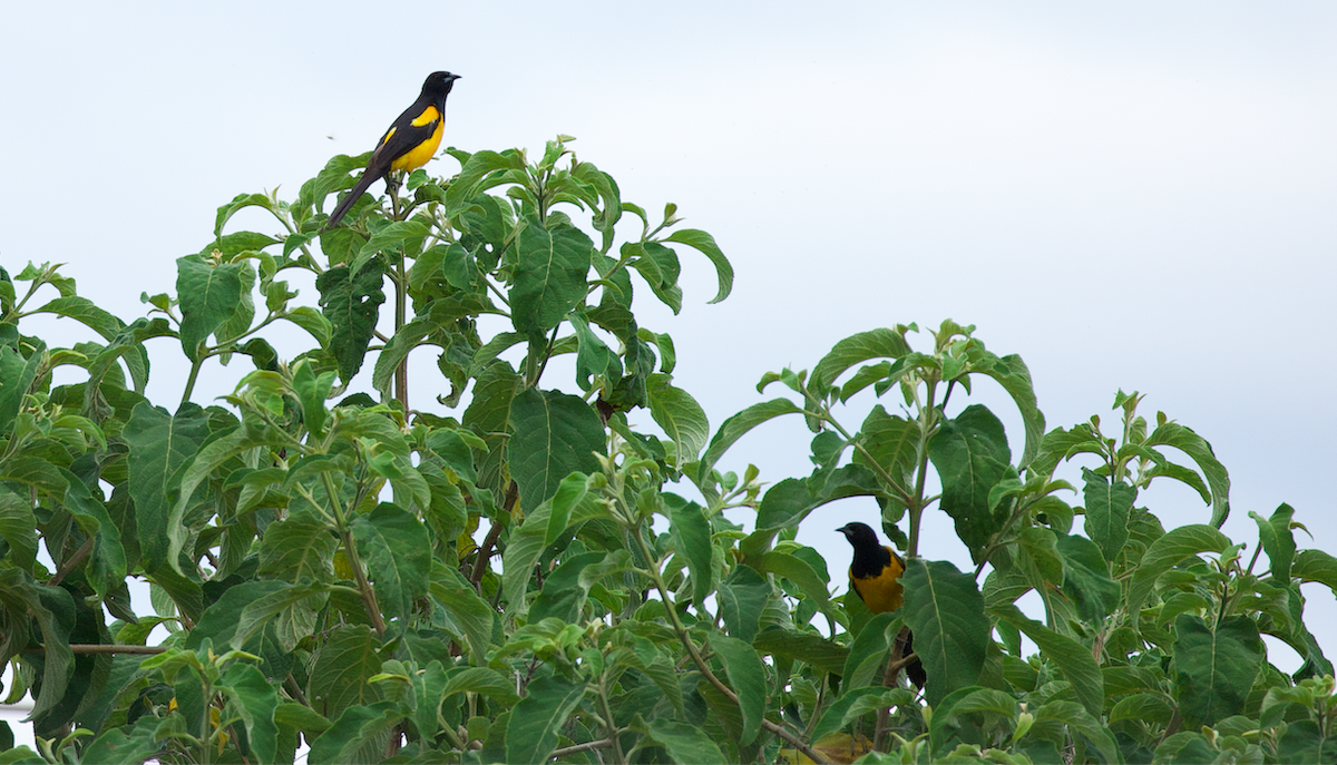 Black-vented Oriole - ML634275239