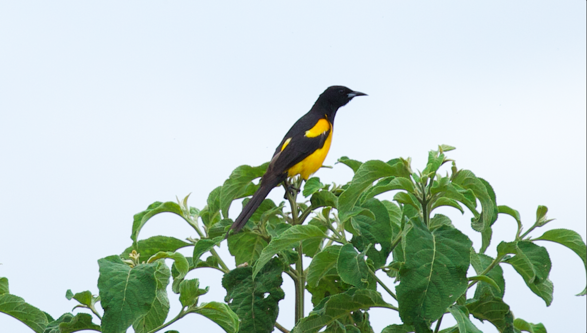 Black-vented Oriole - ML634275241