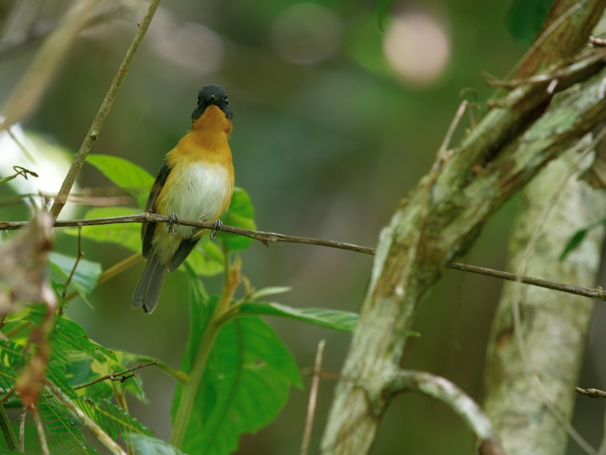 Cinnamon-chested Flycatcher - ML634275316