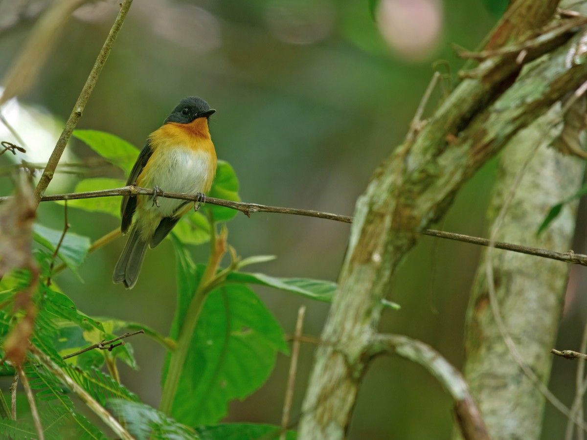 Cinnamon-chested Flycatcher - ML634275317