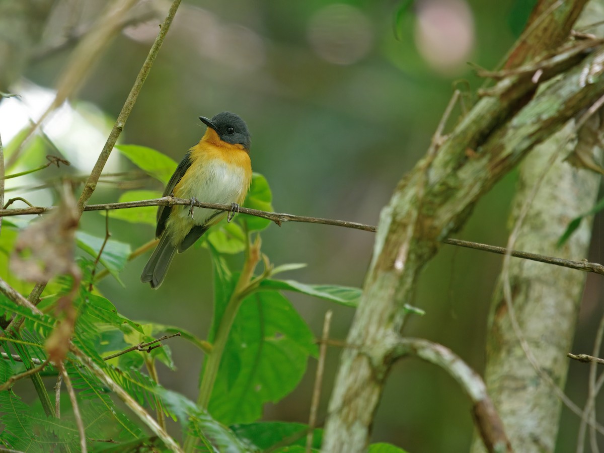 Cinnamon-chested Flycatcher - ML634275318