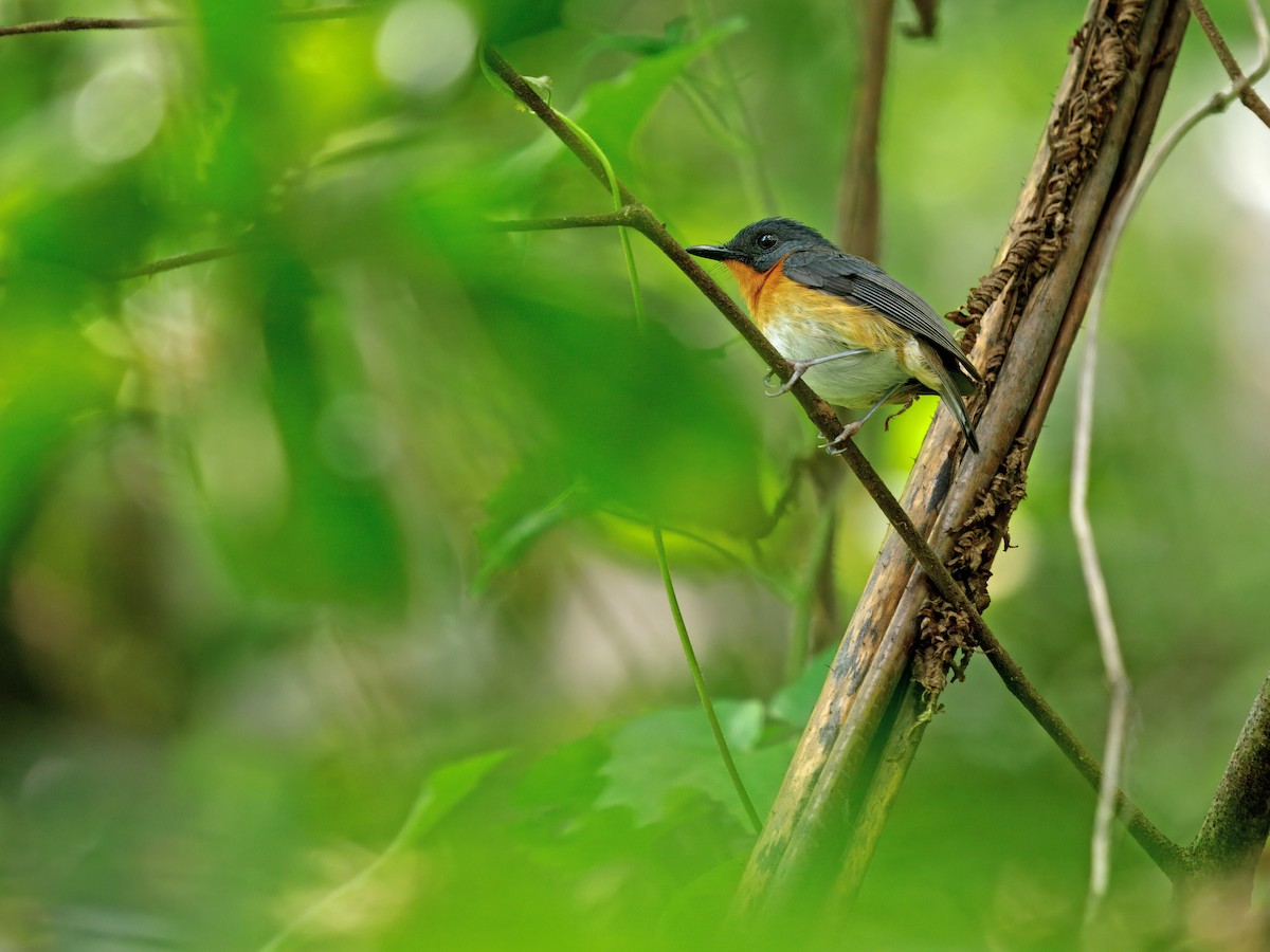 Cinnamon-chested Flycatcher - ML634275320