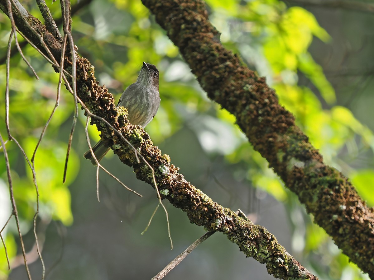 Buru Jungle Flycatcher - ML634275335