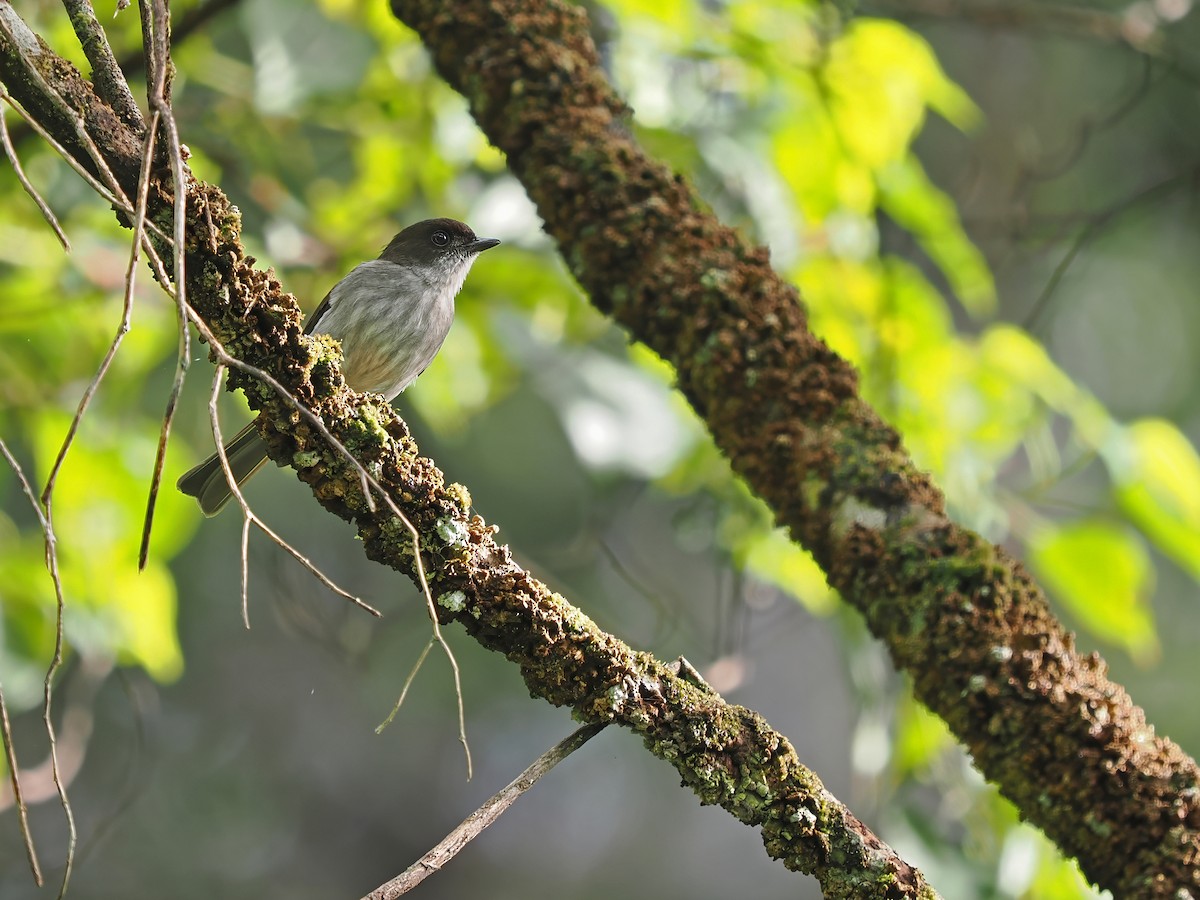 Buru Jungle Flycatcher - ML634275336
