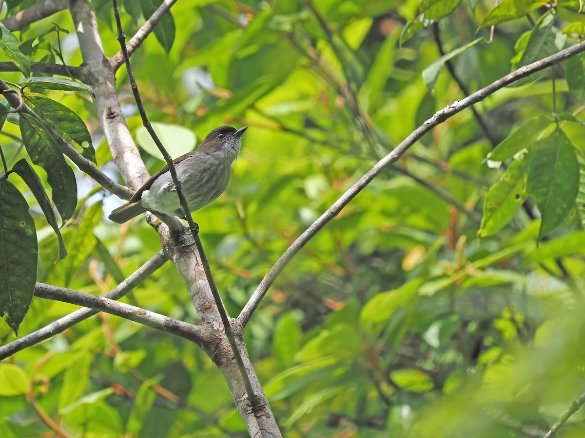 Buru Jungle Flycatcher - ML634275337