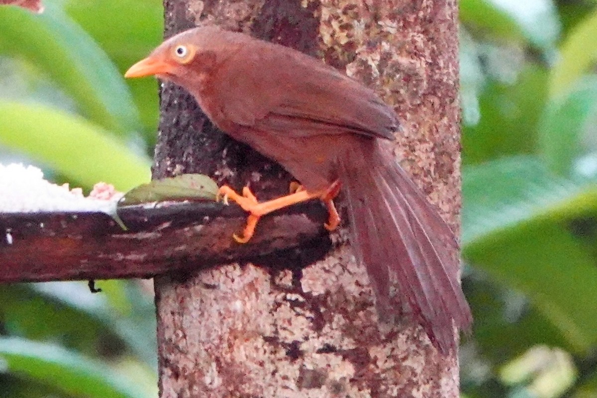 Orange-billed Babbler - ML634275362