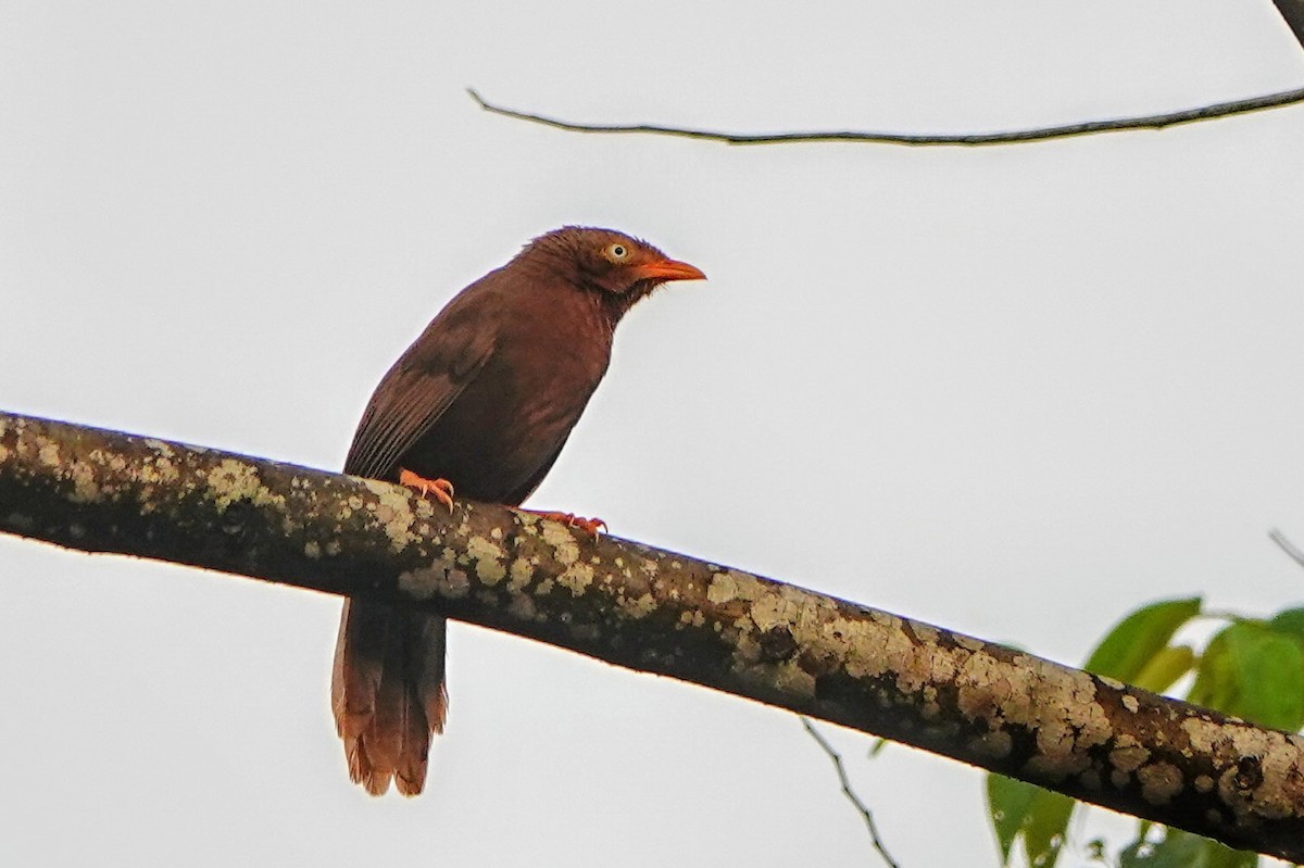 Orange-billed Babbler - ML634275363