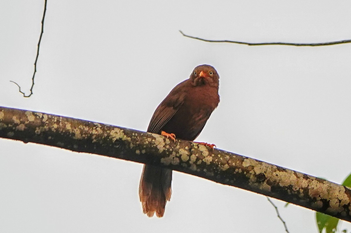 Orange-billed Babbler - ML634275364