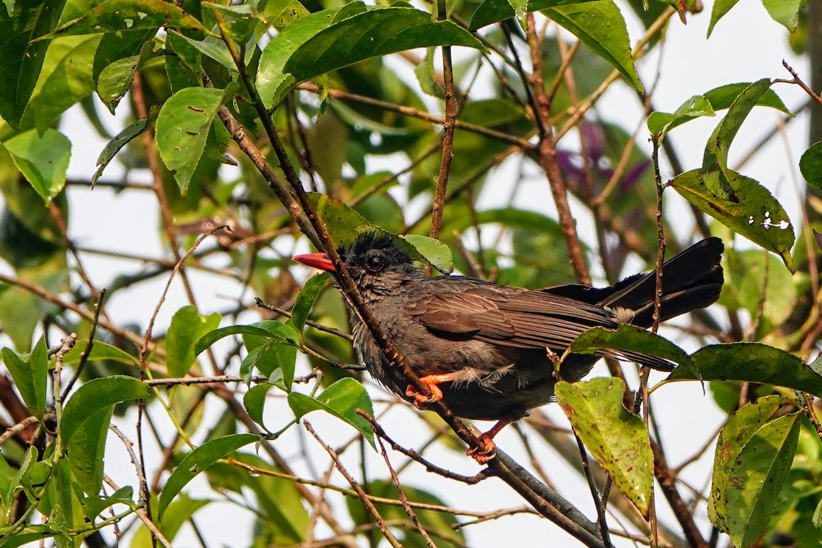 Square-tailed Bulbul - ML634275373