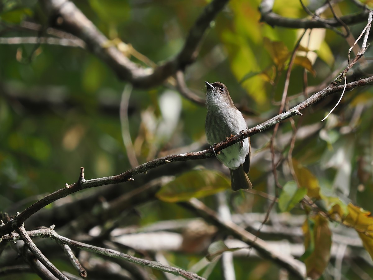 Buru Jungle Flycatcher - ML634275399