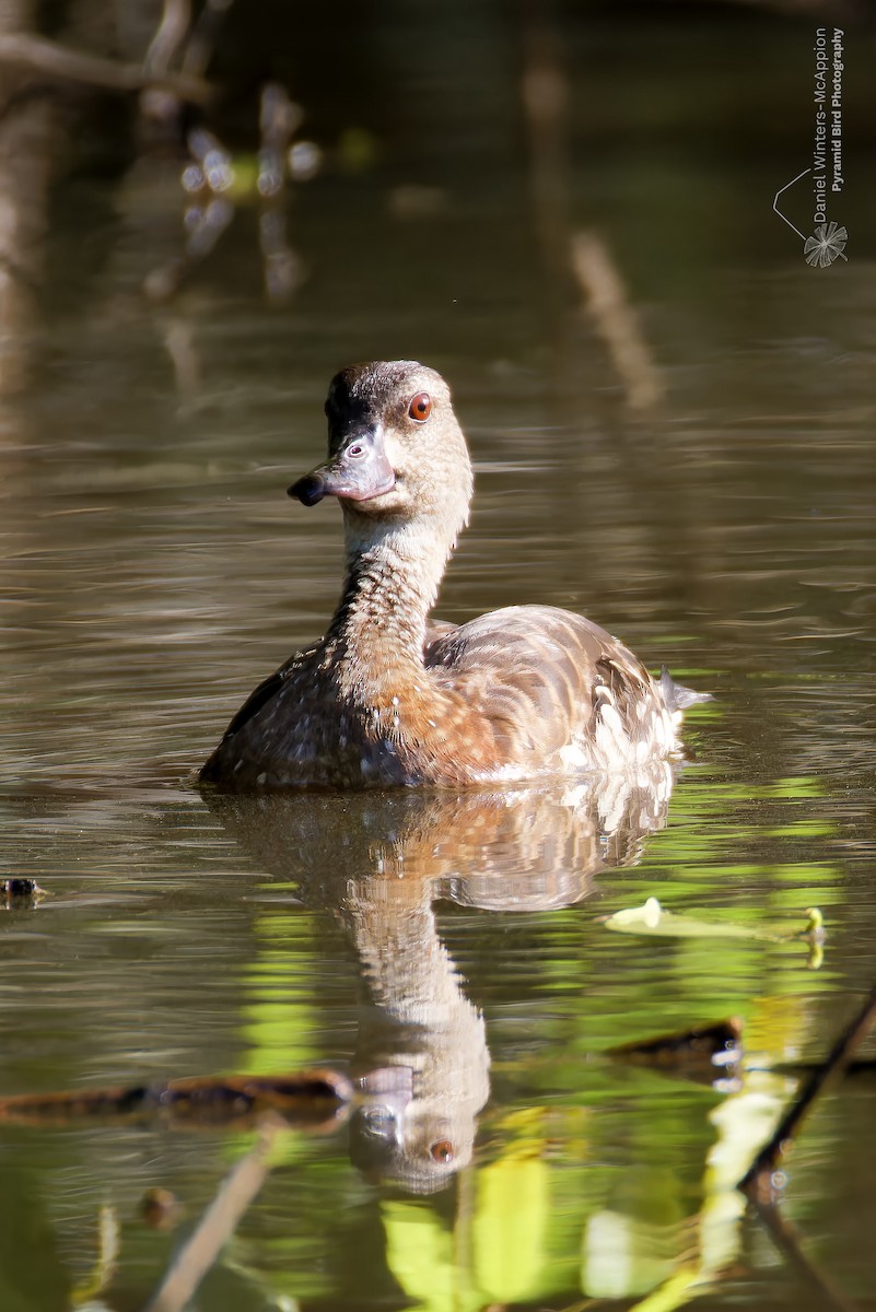 Spotted Whistling-Duck - ML634275424