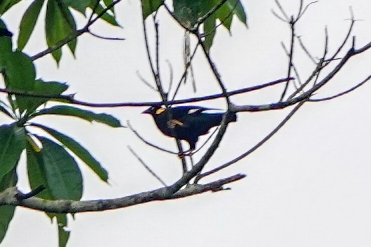 Southern Hill Myna - ML634275547