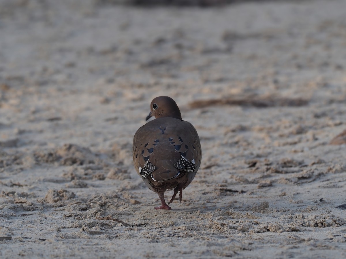 Zenaida Dove - ML634275630