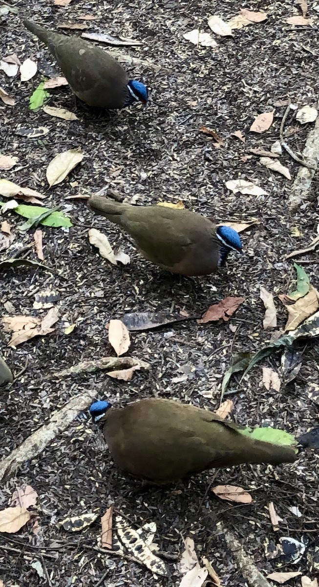 Blue-headed Quail-Dove - ML634275664