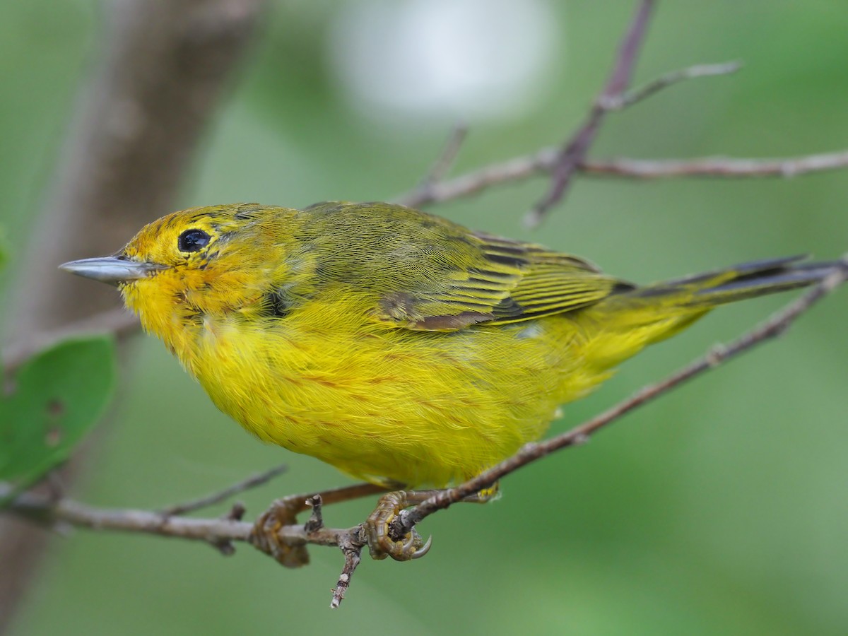キイロアメリカムシクイ（erithachorides グループ） - ML634275679