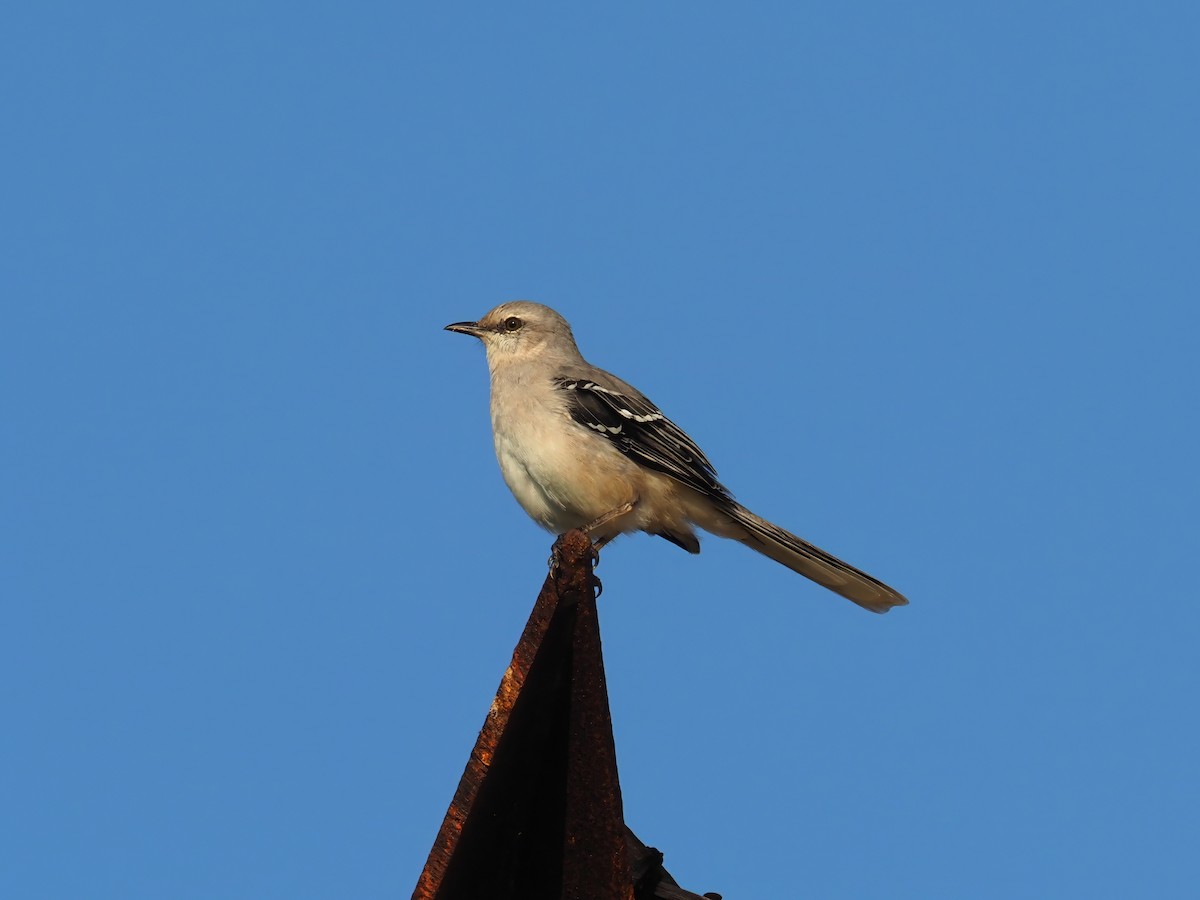 Tropical Mockingbird - ML634275740
