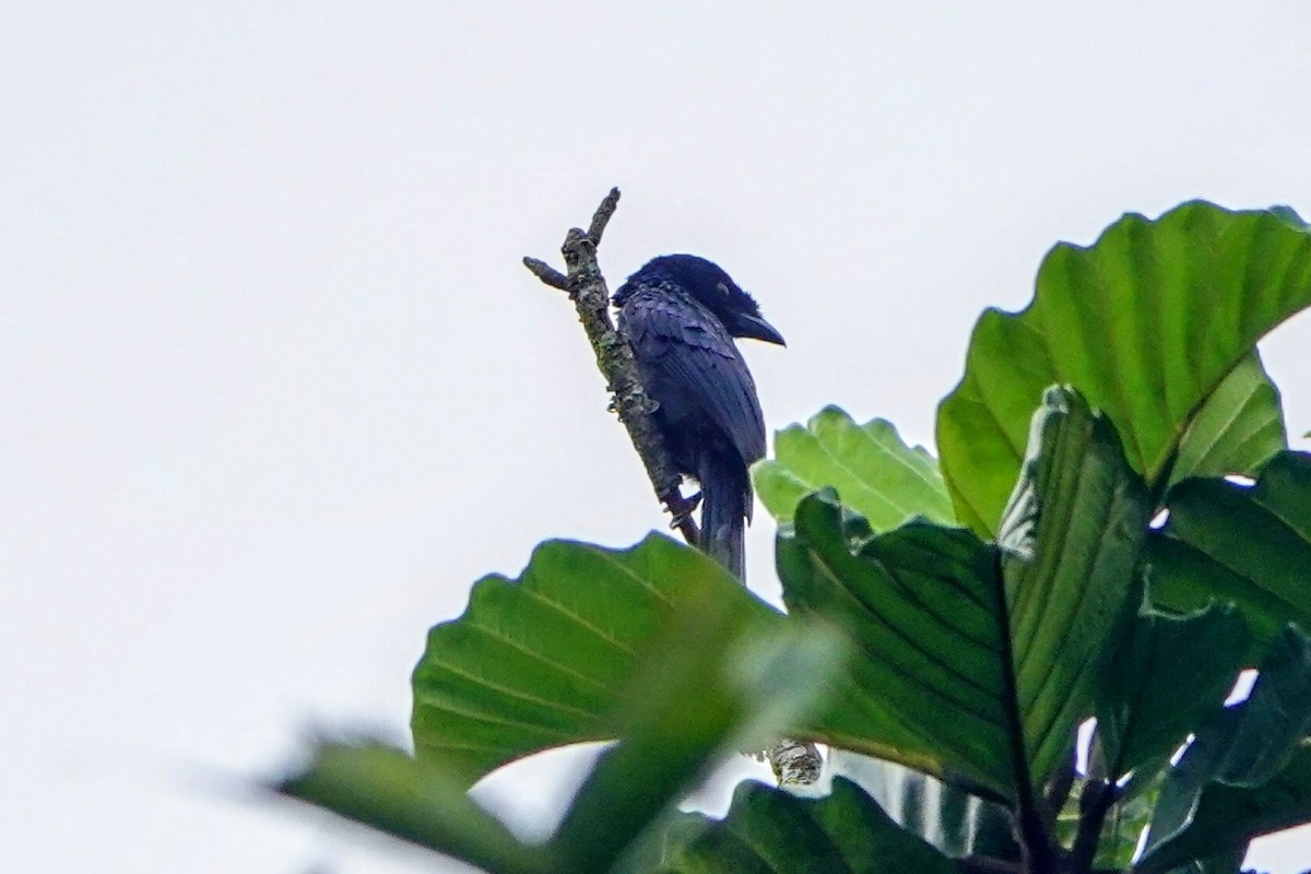 Sri Lanka Drongo - ML634275761