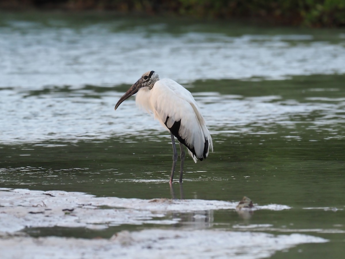 Wood Stork - ML634276045