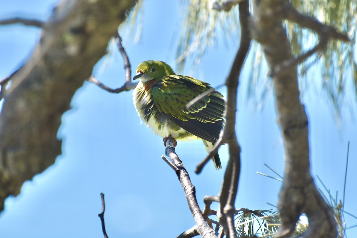 Superb Fruit-Dove - ML634276231