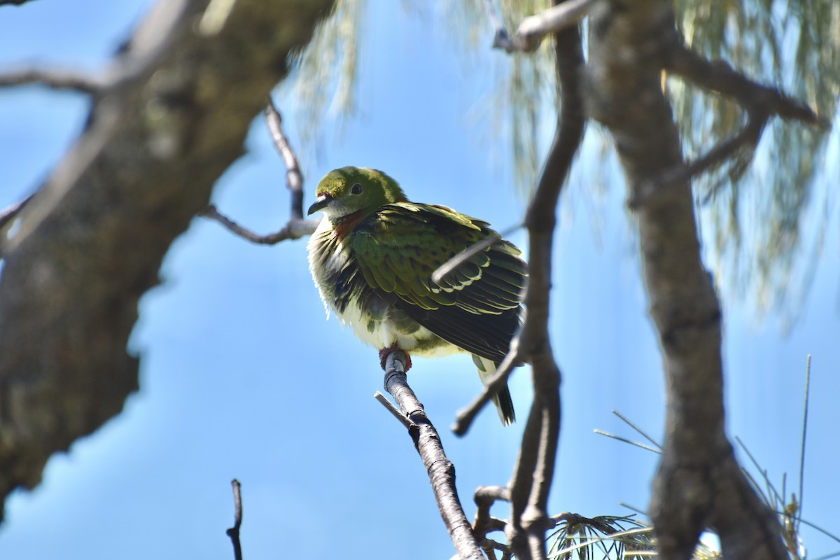 Superb Fruit-Dove - ML634276232