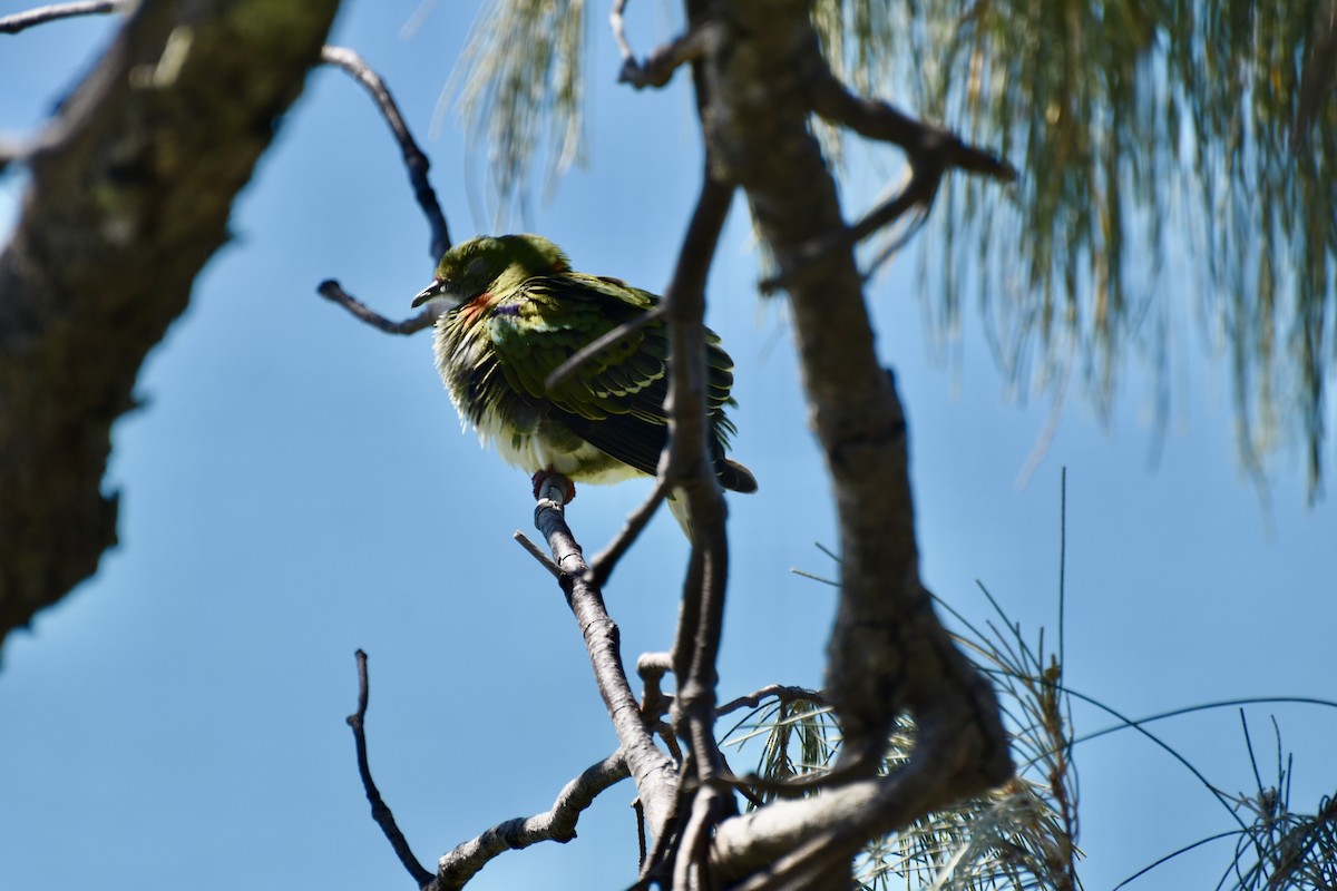 Superb Fruit-Dove - ML634276233