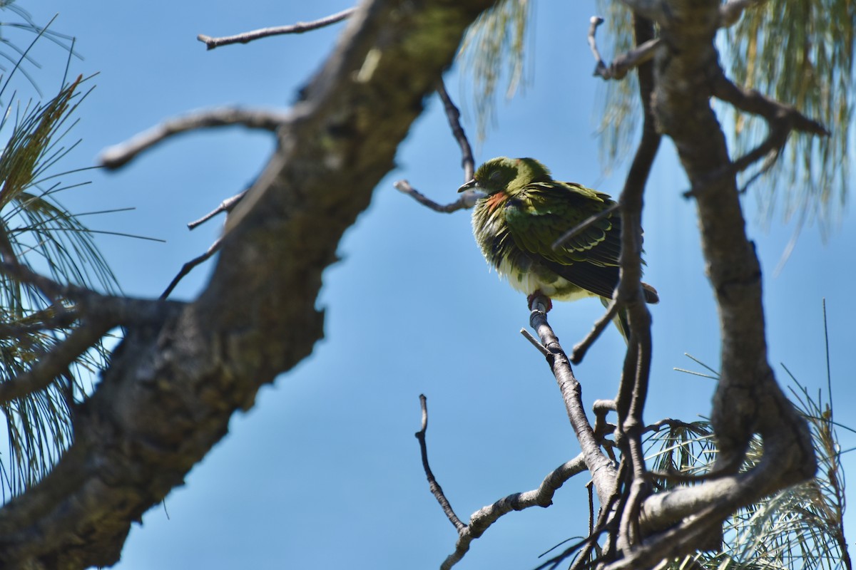 Superb Fruit-Dove - ML634276234