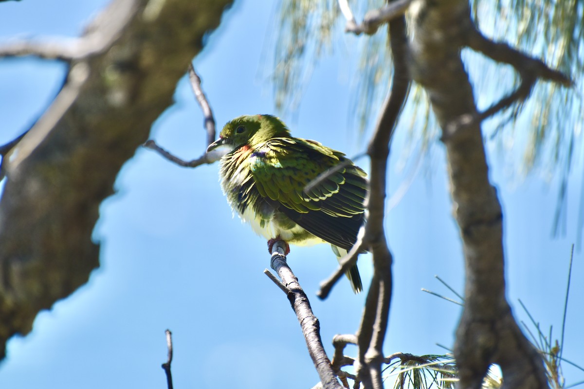 Superb Fruit-Dove - ML634276235