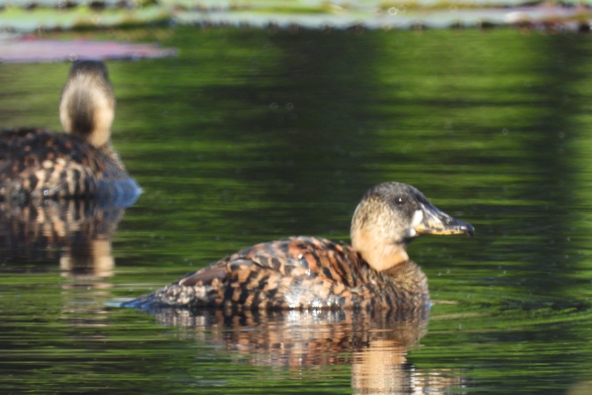 Dendrocygne à dos blanc - ML634276284