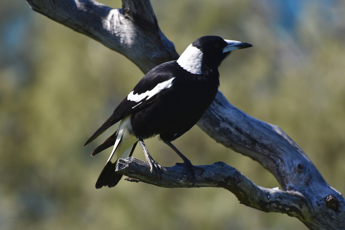 Australian Magpie - ML634276335