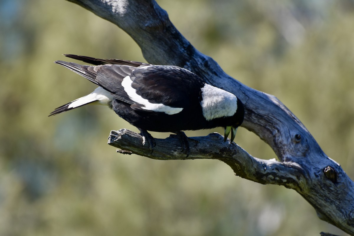 Australian Magpie - ML634276336