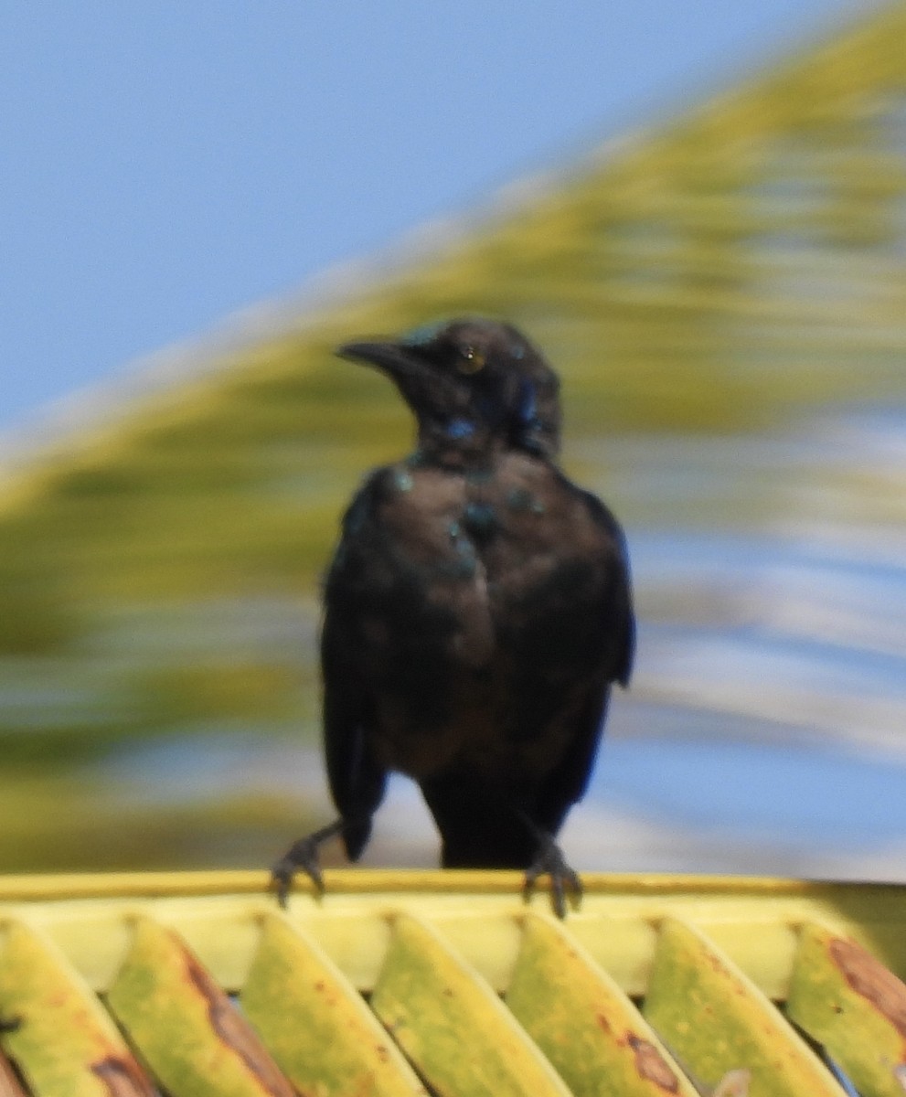 Black-bellied Starling - ML634276349