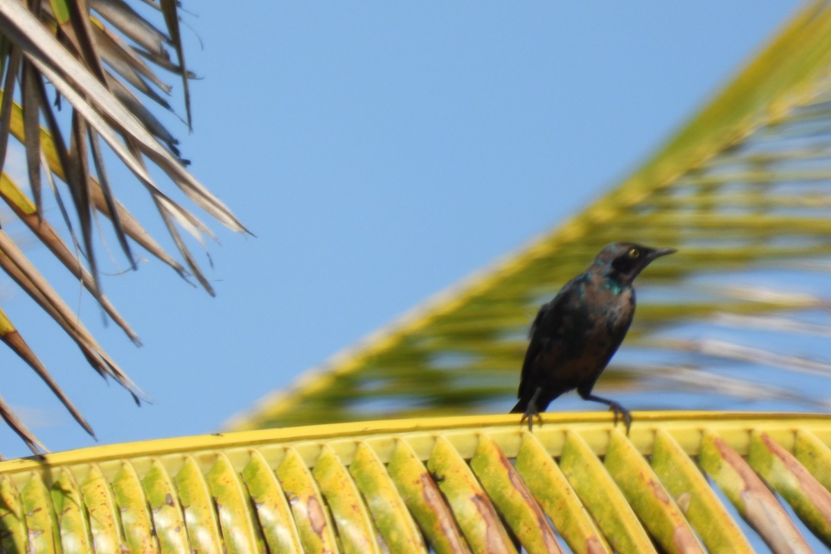 Black-bellied Starling - ML634276350