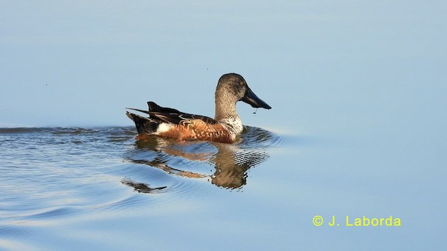 Northern Shoveler - ML634276382