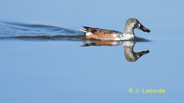 Northern Shoveler - ML634276383